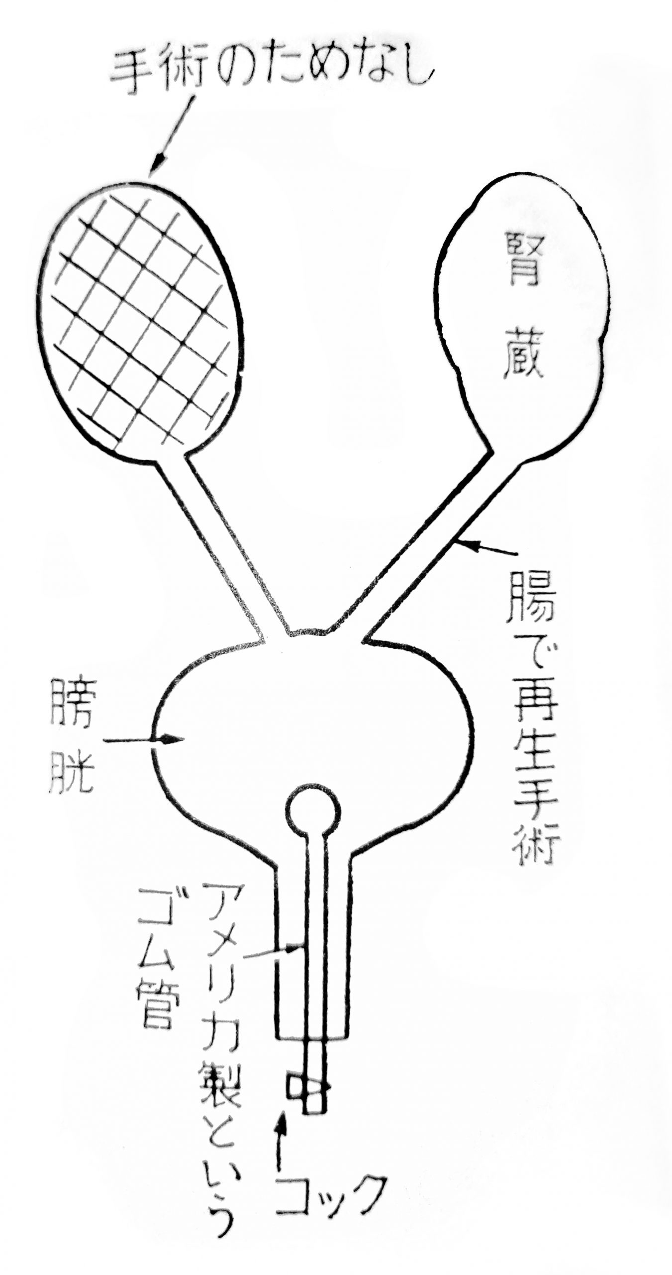 Jinzō 腎蔵 (Kidney Anatomy)